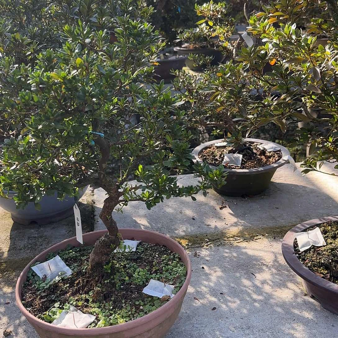 无花朵步梦有花朵