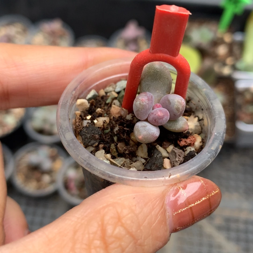 彩虹奶酪还好哈哈哈