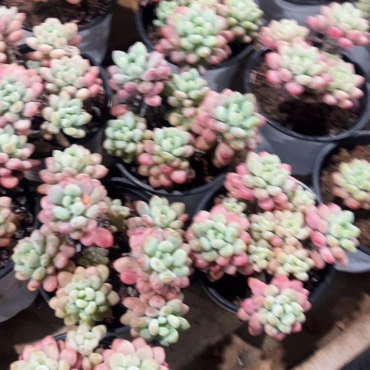 泡泡酱      福利多多