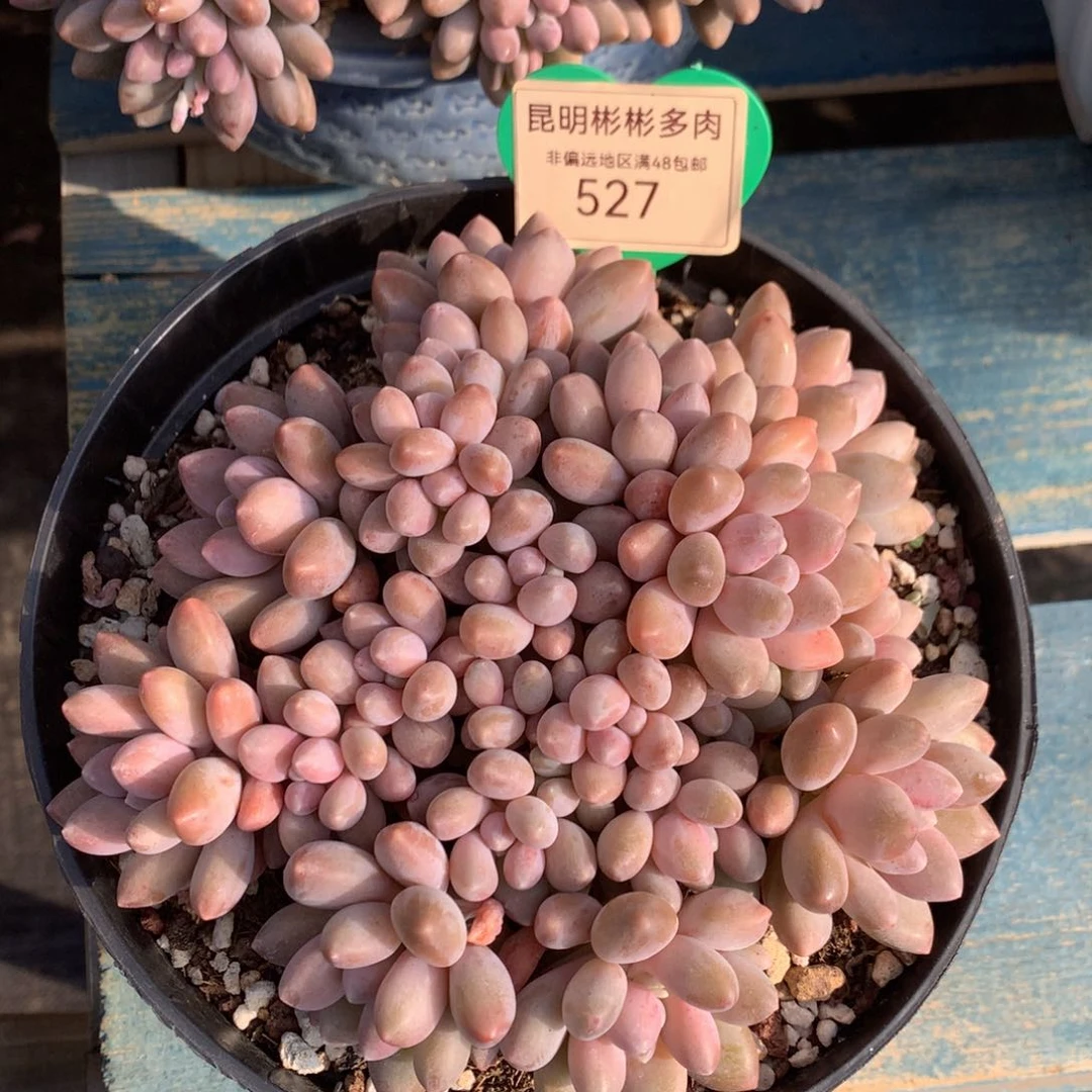 星黛露矮桩平头一物一拍