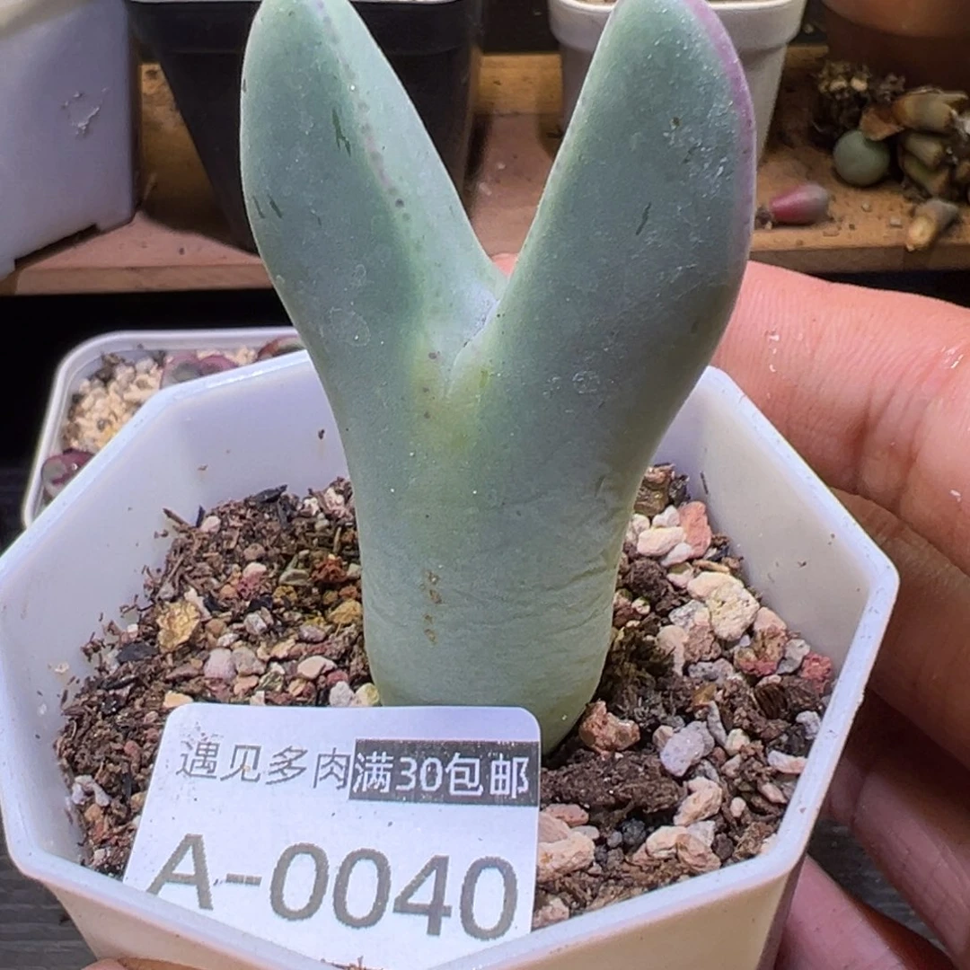 多肉植物111111111111