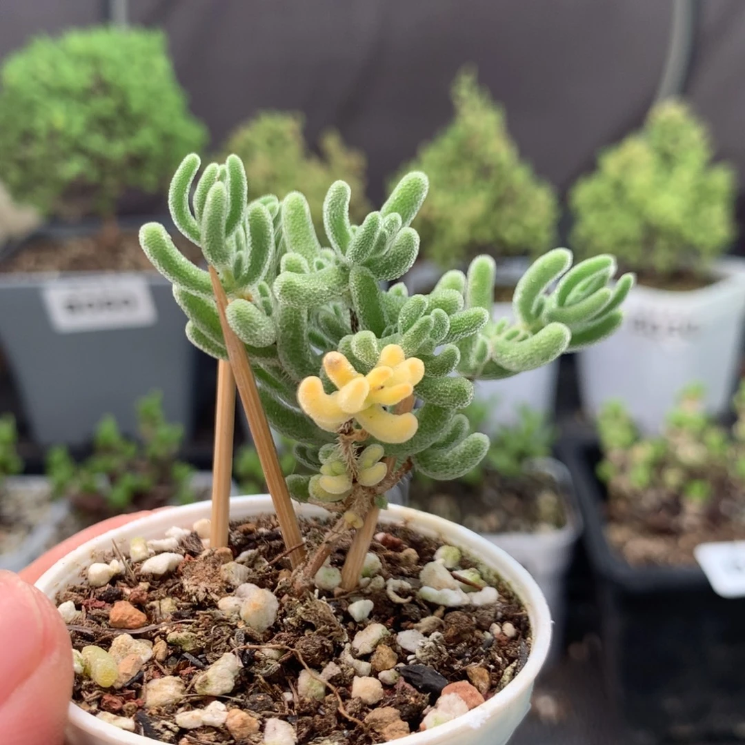 076实生红叶锦。