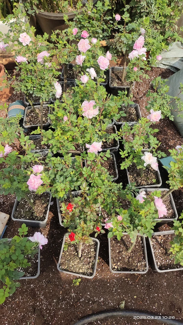 棒棒糖月季小苗三颗