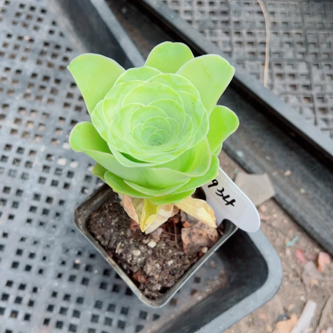 橙*934鸡蛋酒杯单棵。