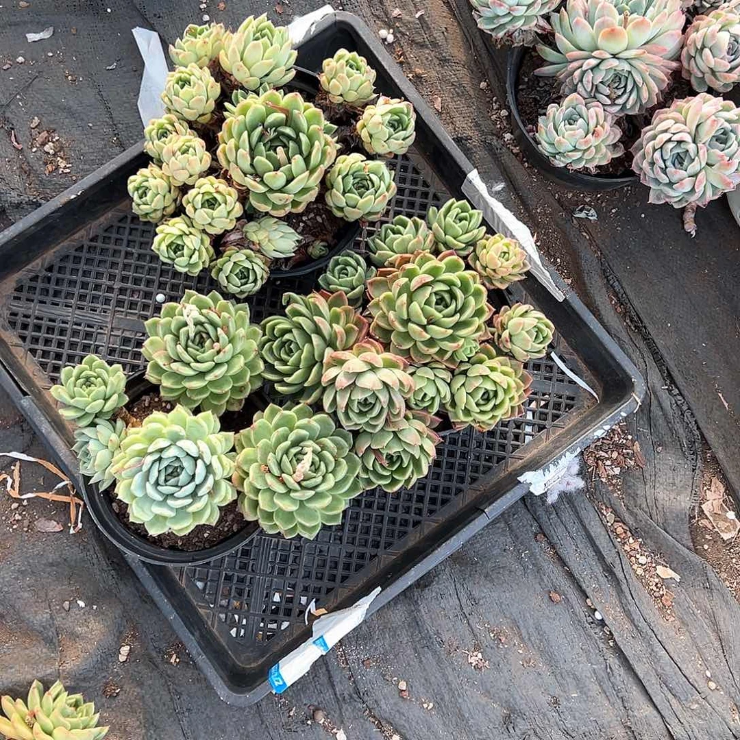 饭****饭多肉植物一物一拍