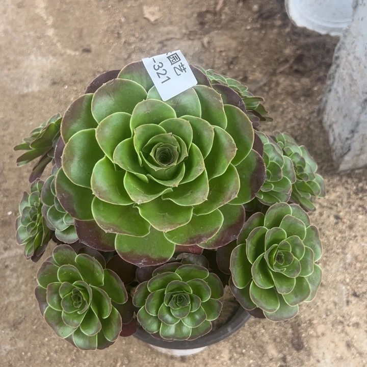魅金玫瑰手捧多肉植物321