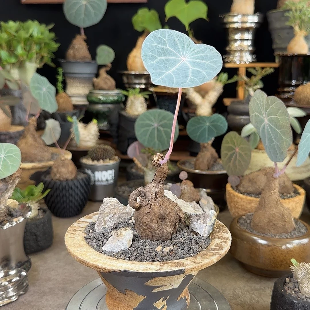 一物一拍老家一叶龟