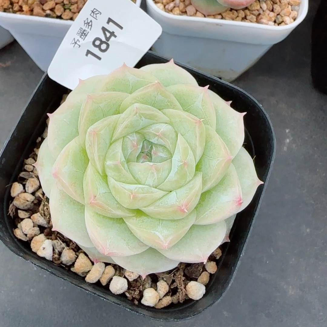 白体，1841多肉植物