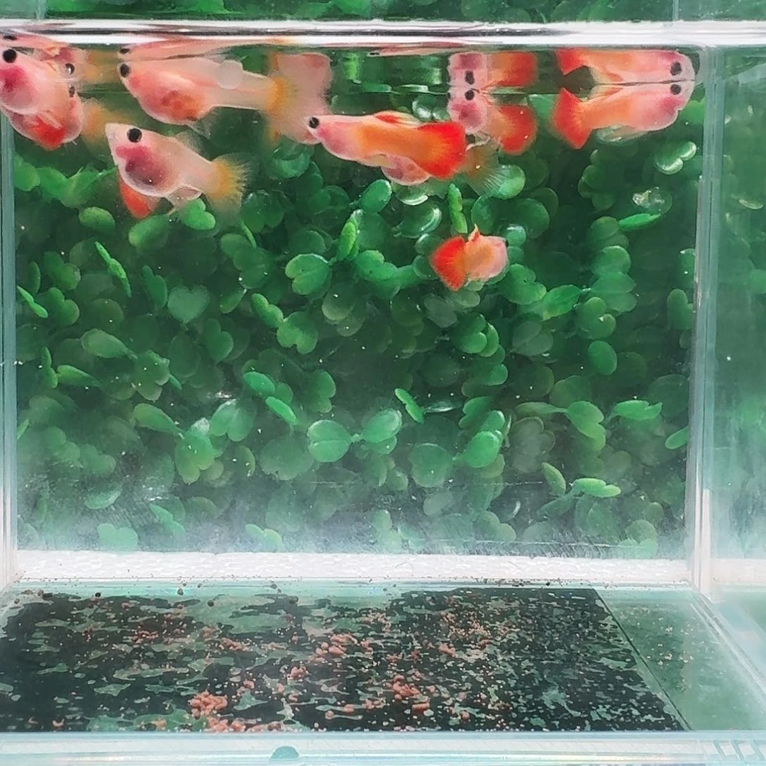 孔雀鱼皇家落日玻璃猫2对