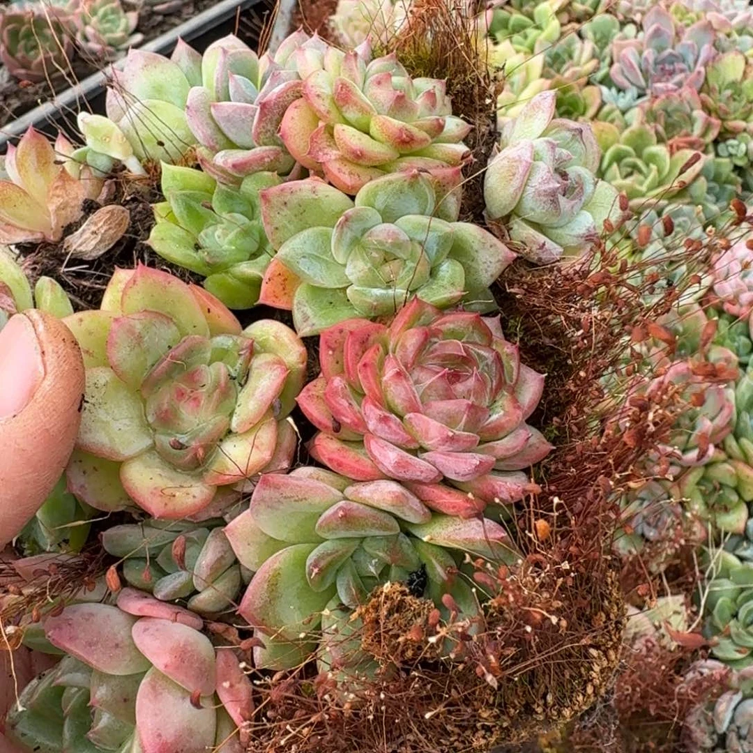 特好珍妮切糕一份量拍十多颗28-12