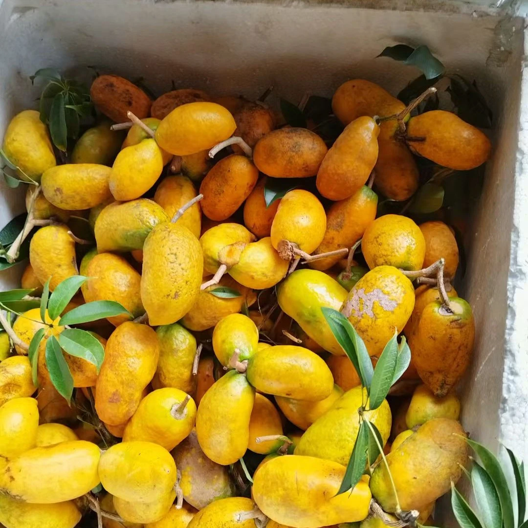 江西赣州新鲜现摘九月黄拿藤果牛卵坨木通果软糯香甜果园自营