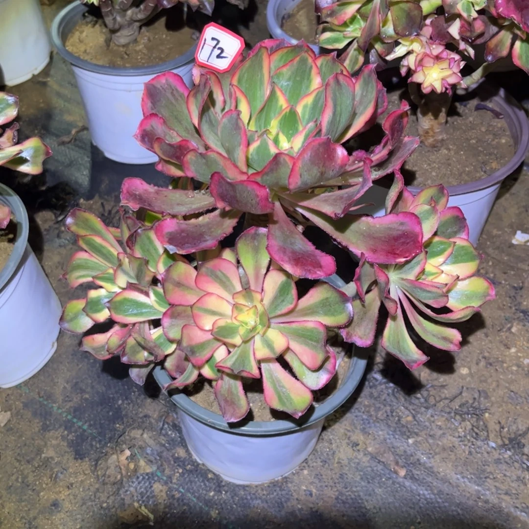 172多肉植物魅影法师