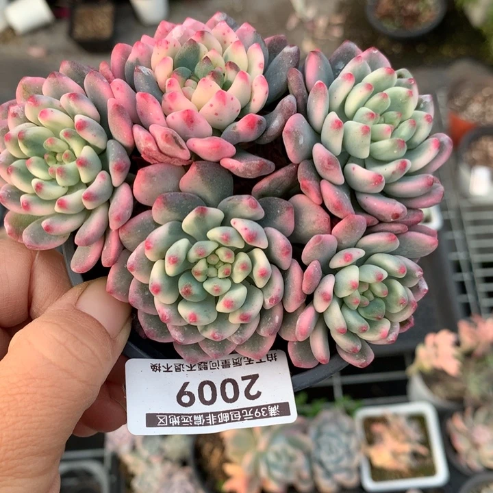 无花朵蓝精灵锦2009