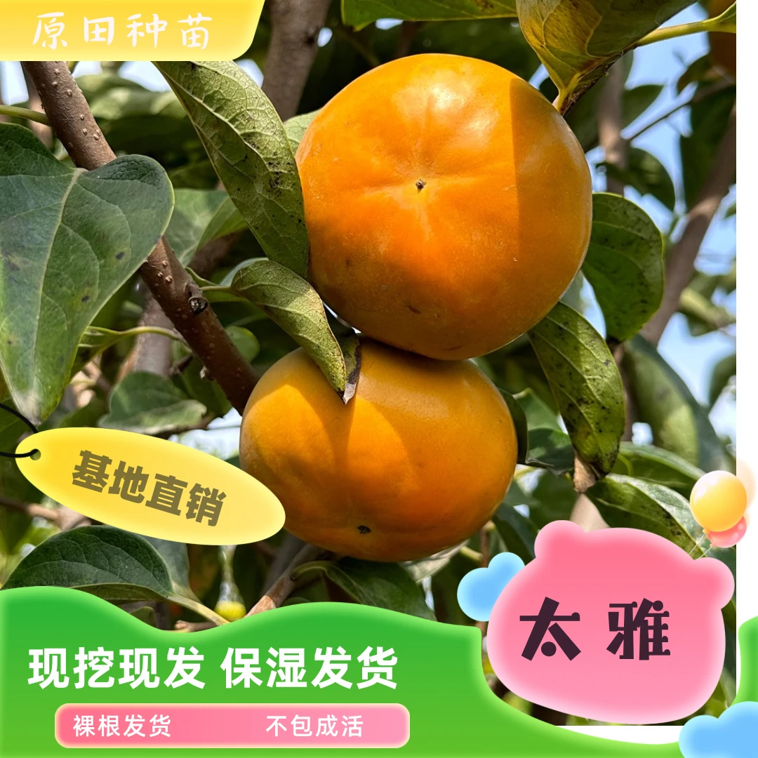 太雅脆甜柿裸根苗（不包成活）