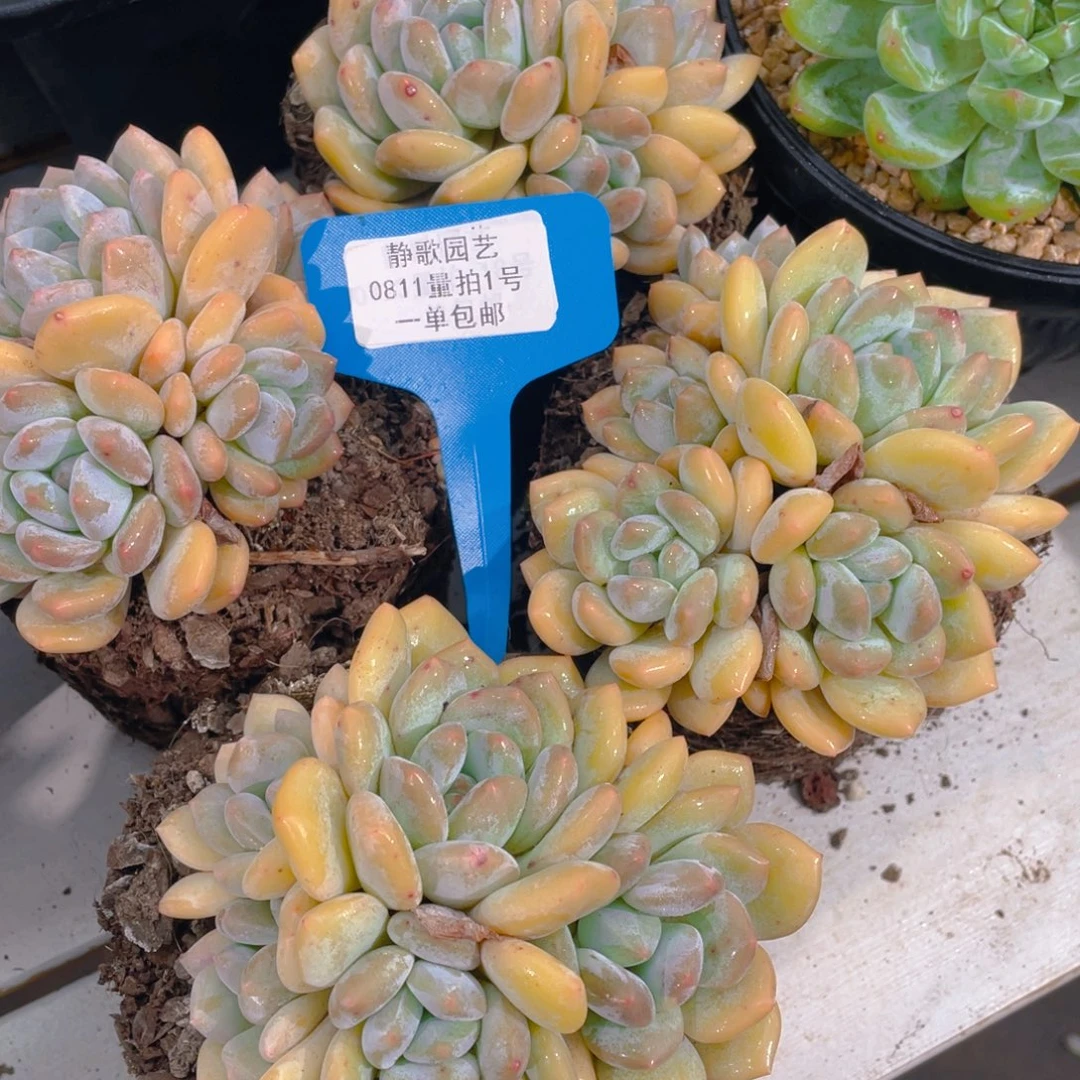 0811-1-开播福利香橙群一颗量拍