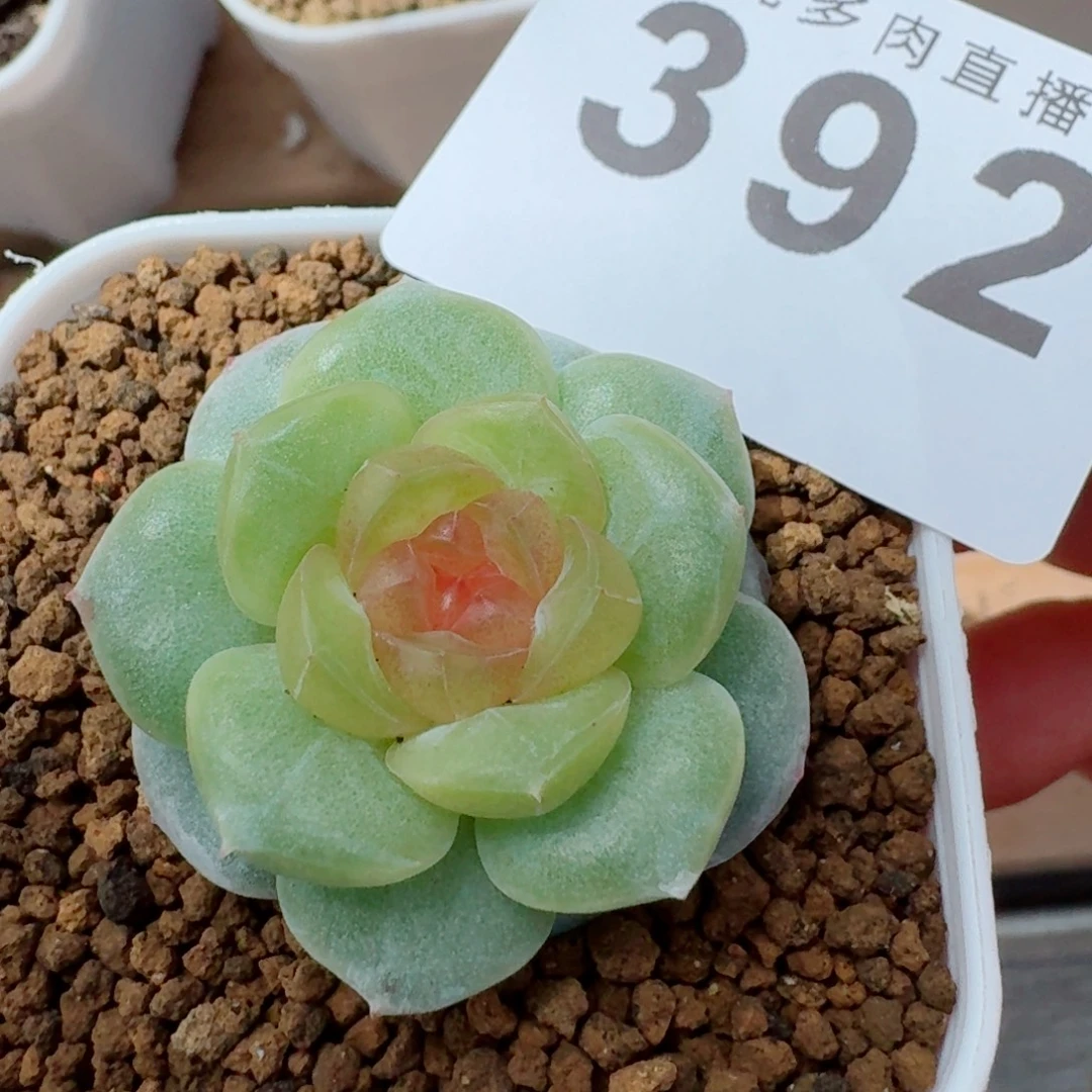 梨花暮雨         上新多肉植物