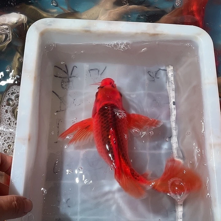 蝴蝶鲤鱼渔场直发24