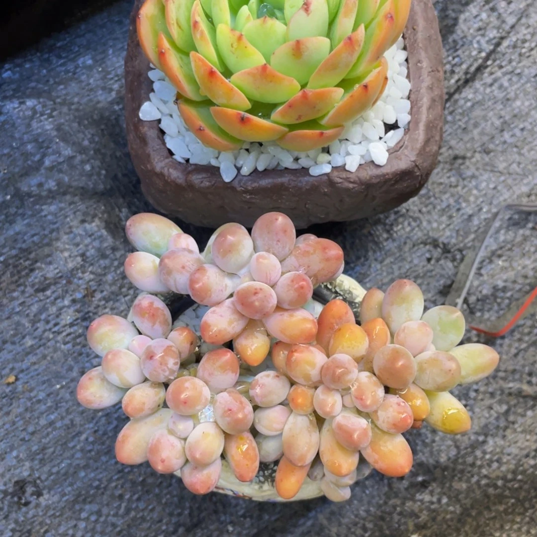 呵***哈多肉植物盆栽多肉