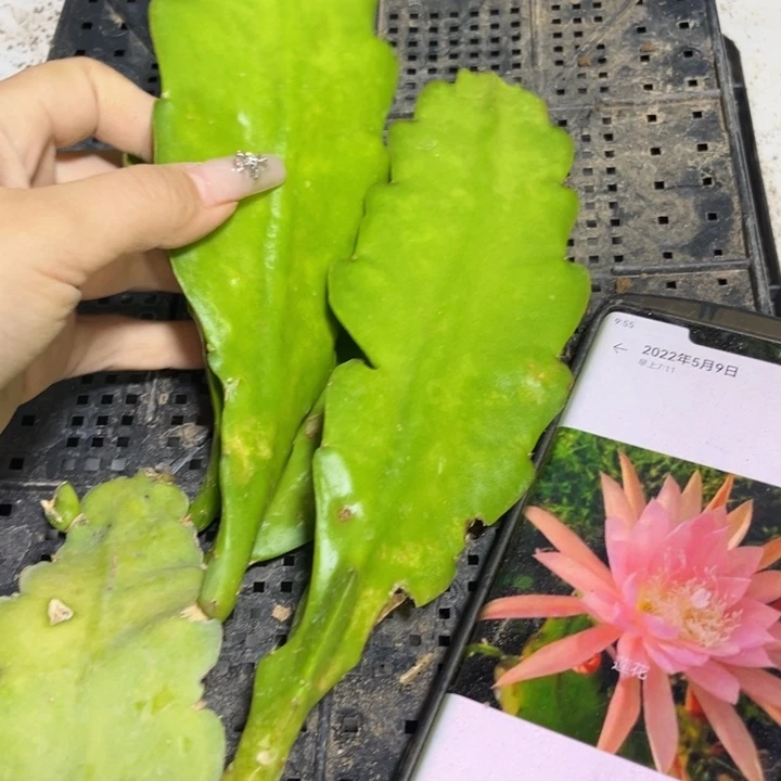 当前无花栽培后可以开花530