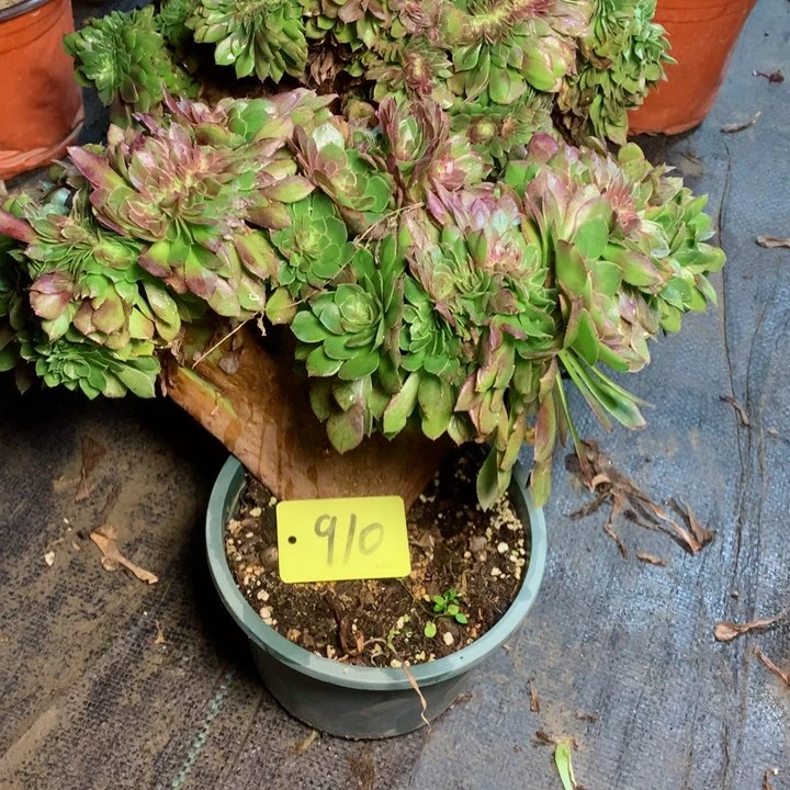 小**@910万缀多肉111111