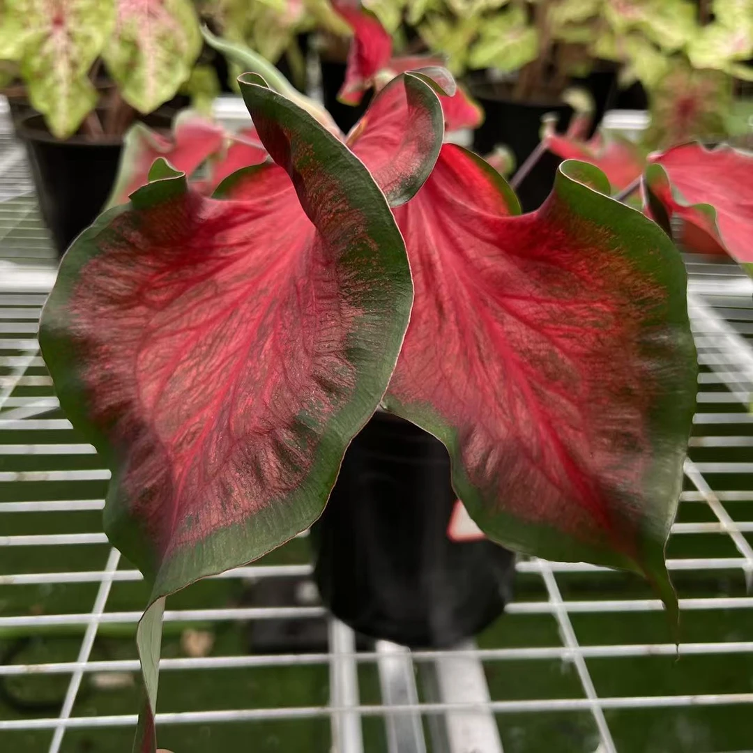 【红色波浪】彩叶芋大球锦化植物球根热植ins风客厅绿植