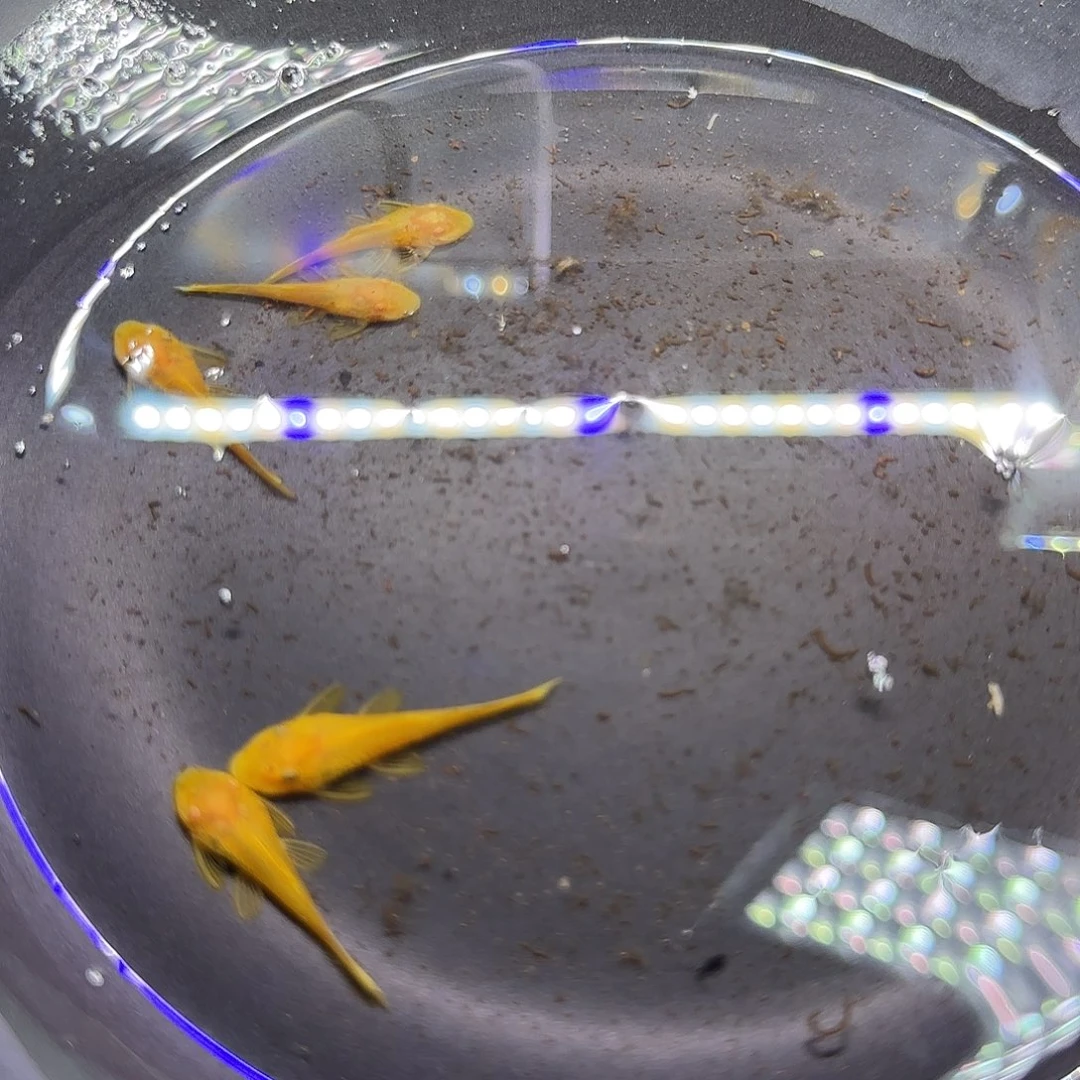 孔雀鱼黄金胡子六条