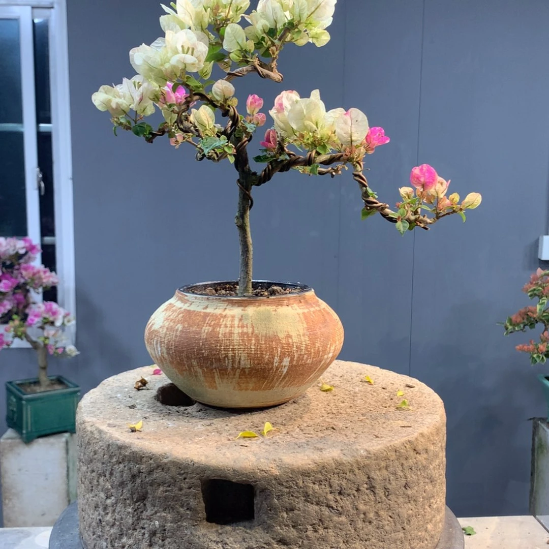 大量花朵（建议范围：8朵-15朵 或40%以上）