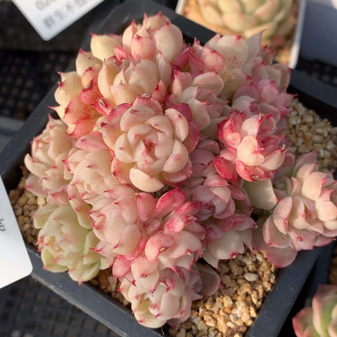 0202-55 麦杆优选