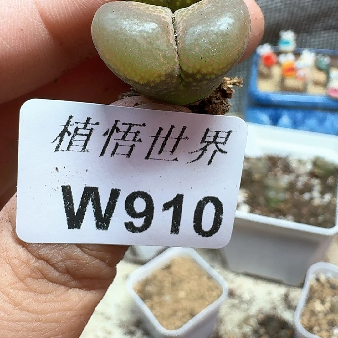 多肉植物的润泽c