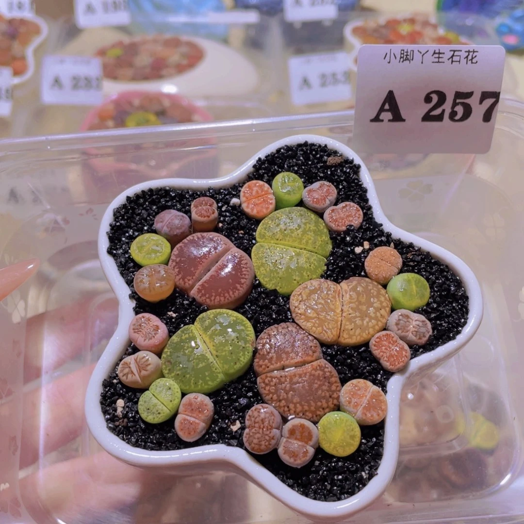 257。。。。。。。。。。。。。