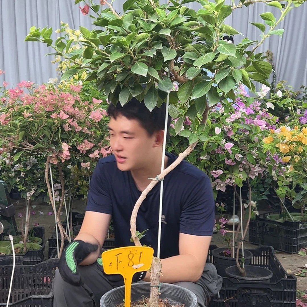 红***己大部分花苞少量开放F81佩德罗