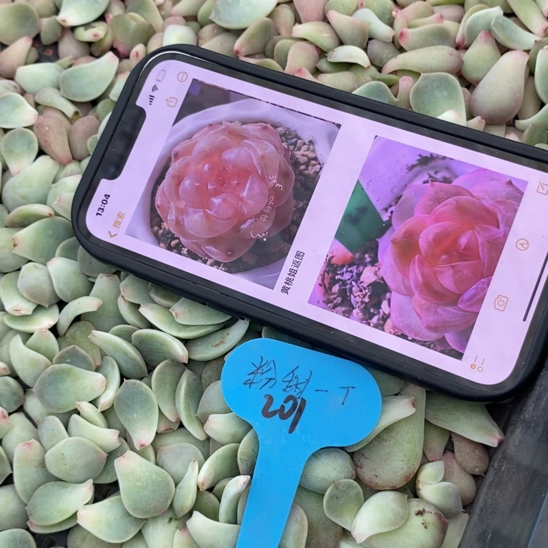 纯叶片粉甜心叶片一个