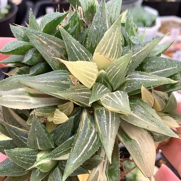 头盖小白鯊带盆土