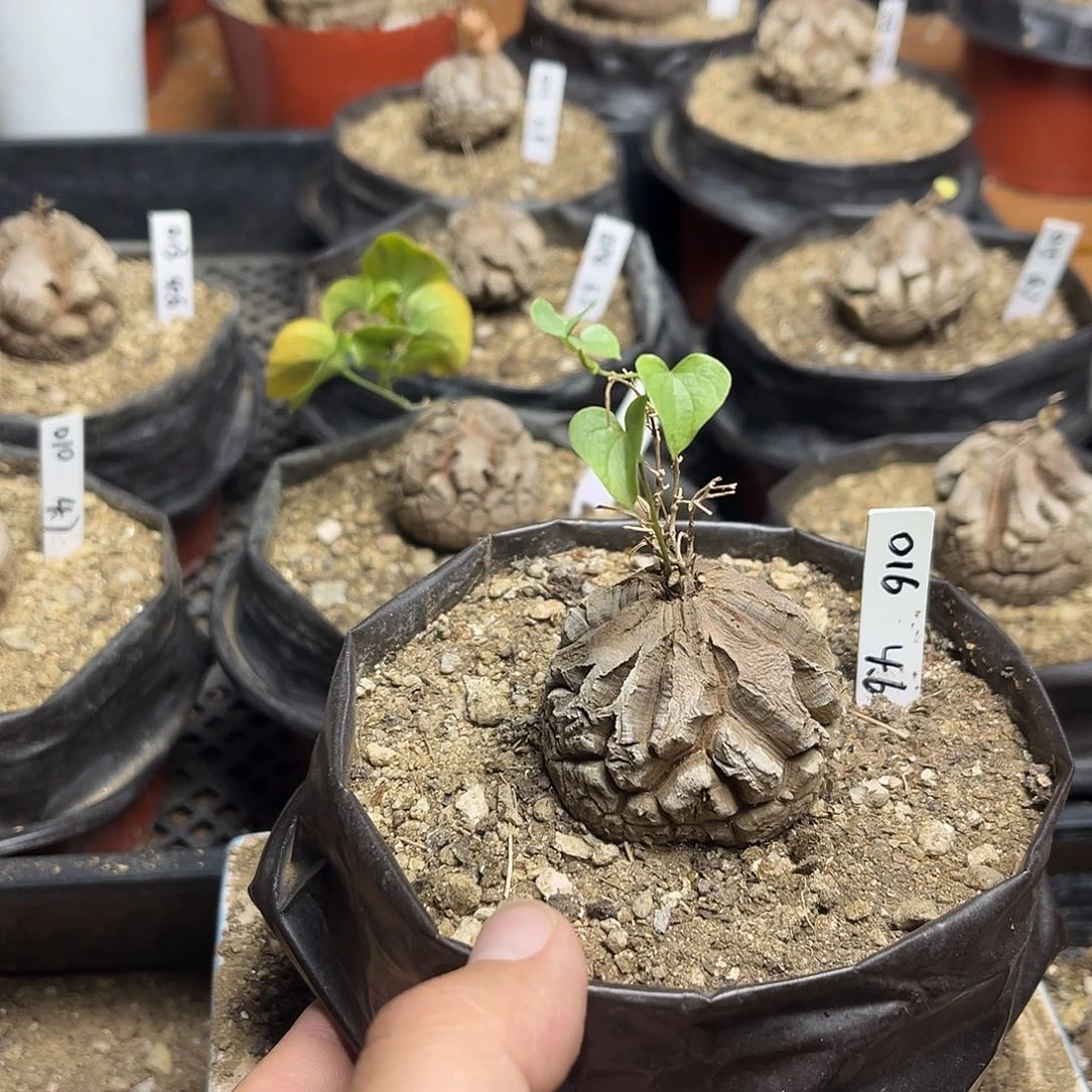 016南非块根龟甲龙