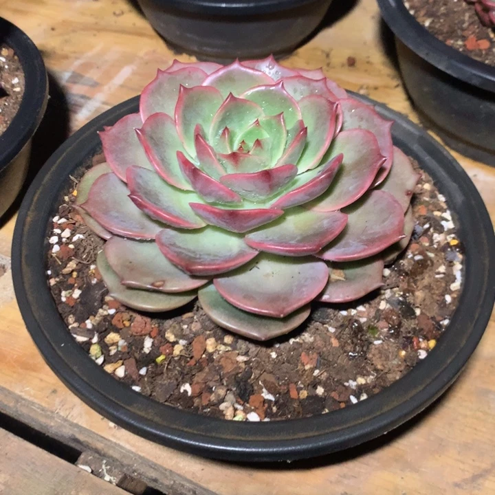 美肉特价活动开始了