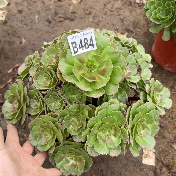 红珊瑚……多肉植物……