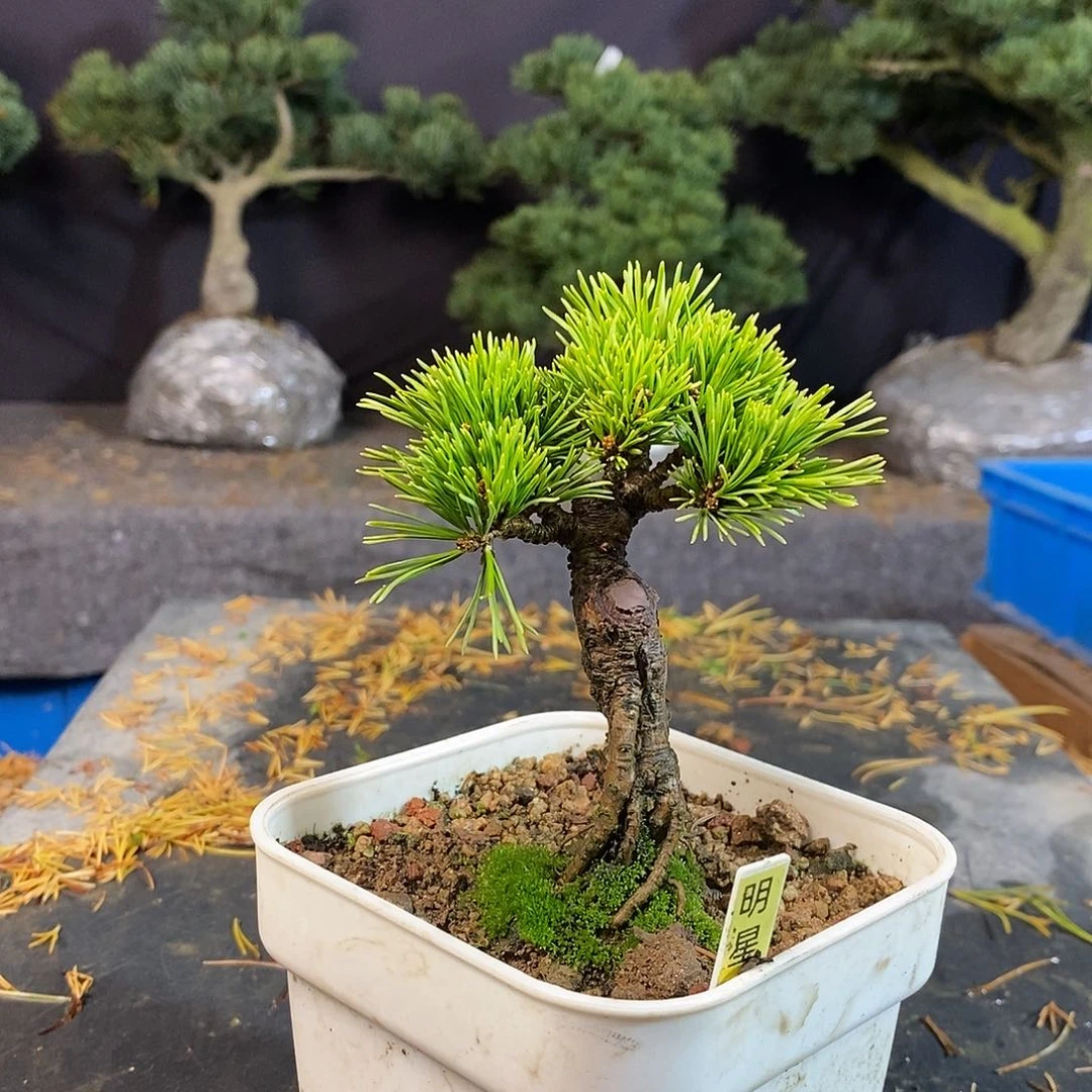 高**大明星五针松天花板发呆
