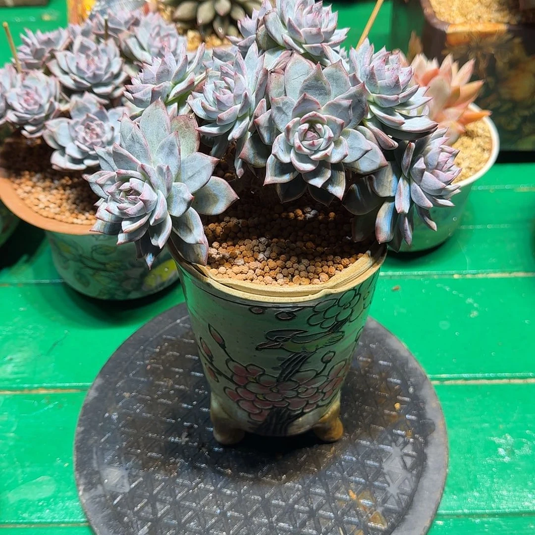 多肉植物多肉植物