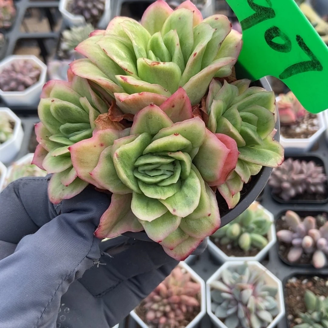 907冰玫瑰锦多肉植物