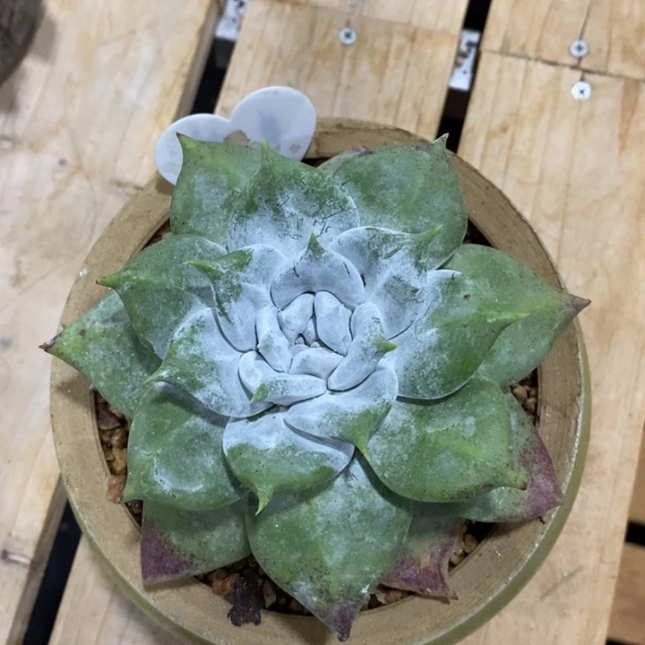普芙拇指杂寄养，泡泡