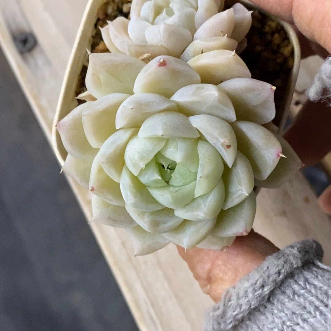 精品多肉一物一拍不包整230