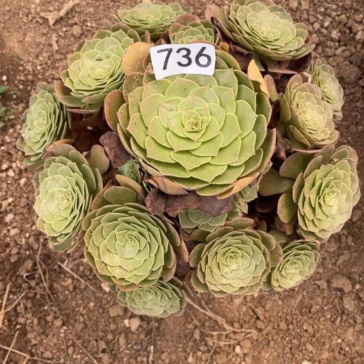 无花朵736多肉植物万圣家