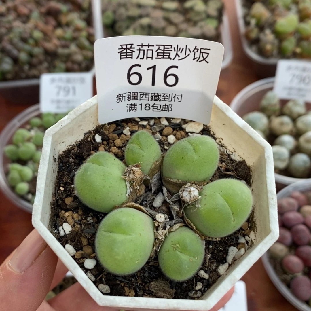 感谢您的支持，00616