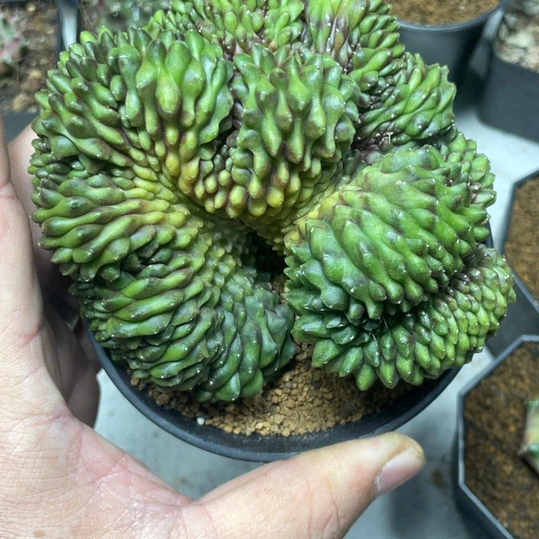 当前无花朵，栽培后可花朵貘缀