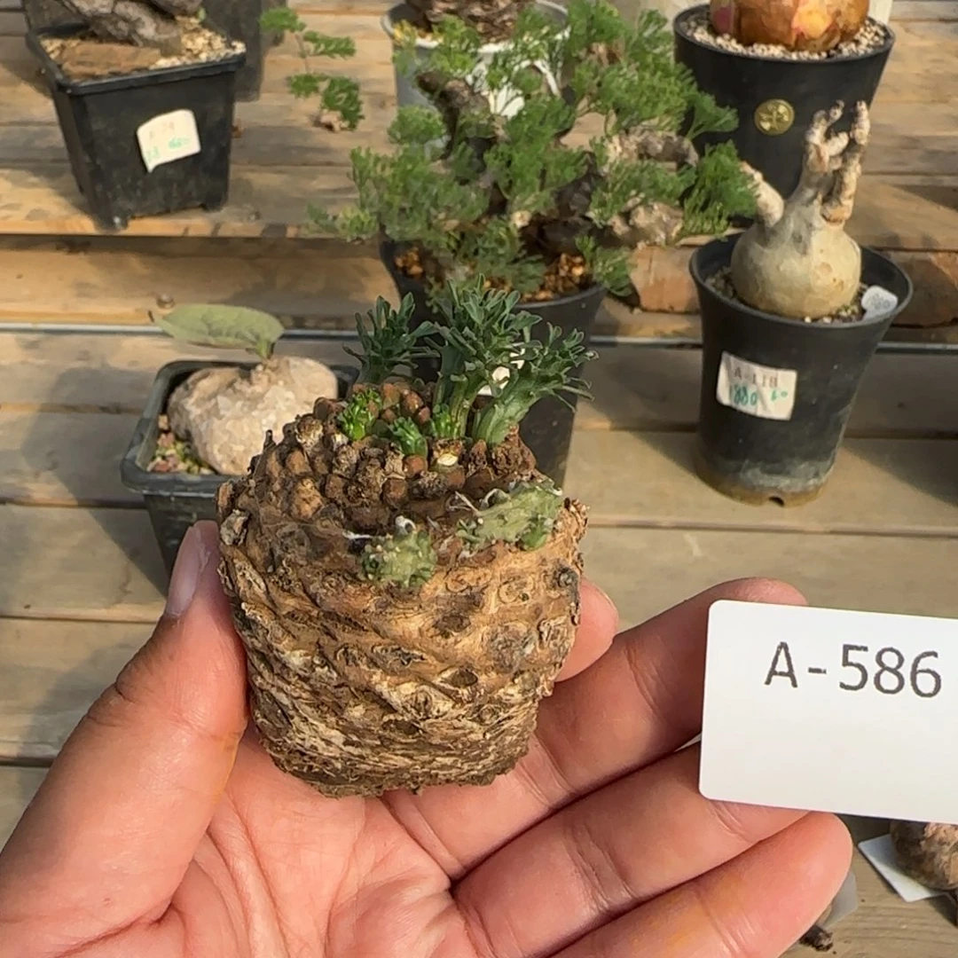 586飞头蛮大戟块根植物