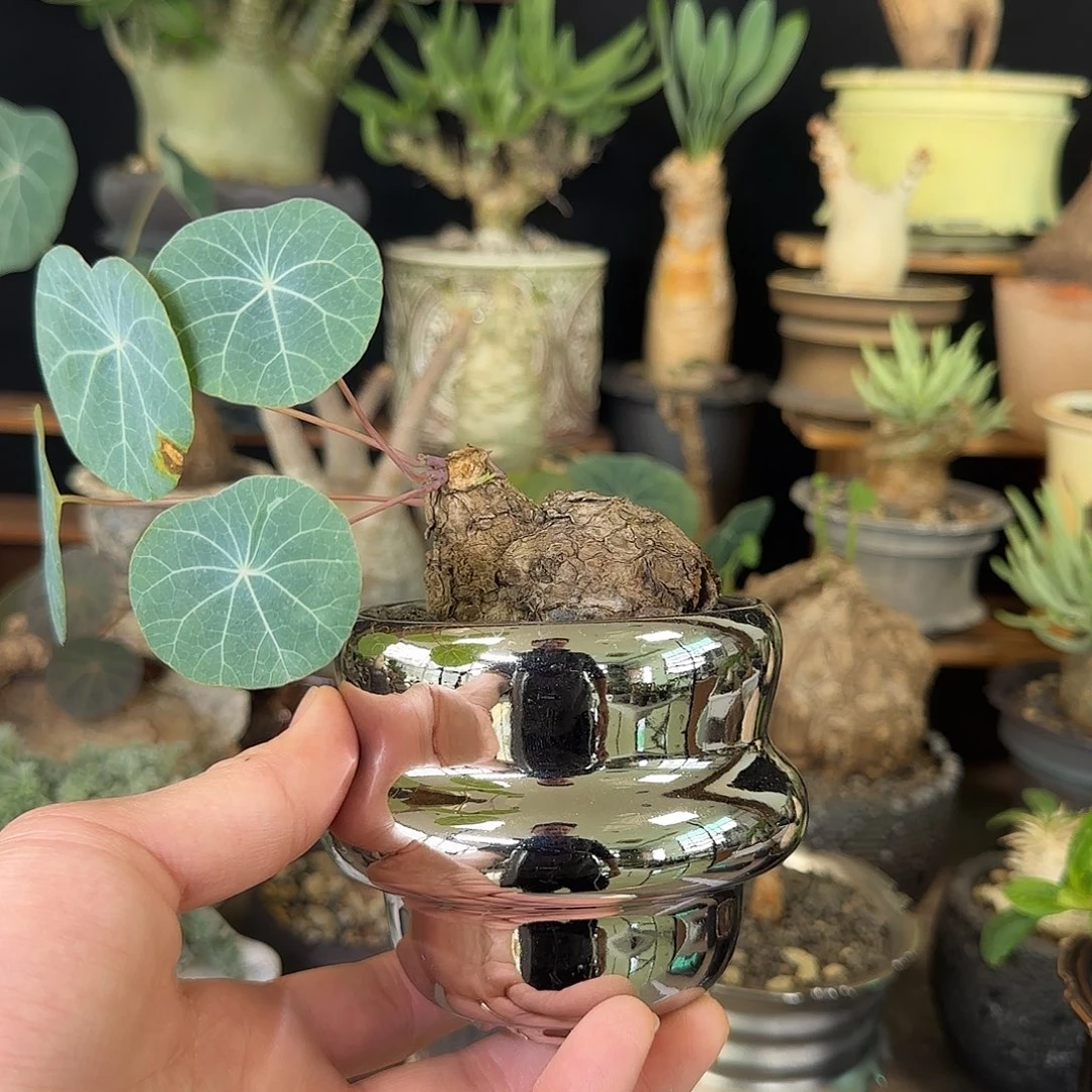 一物一拍老家一叶龟248