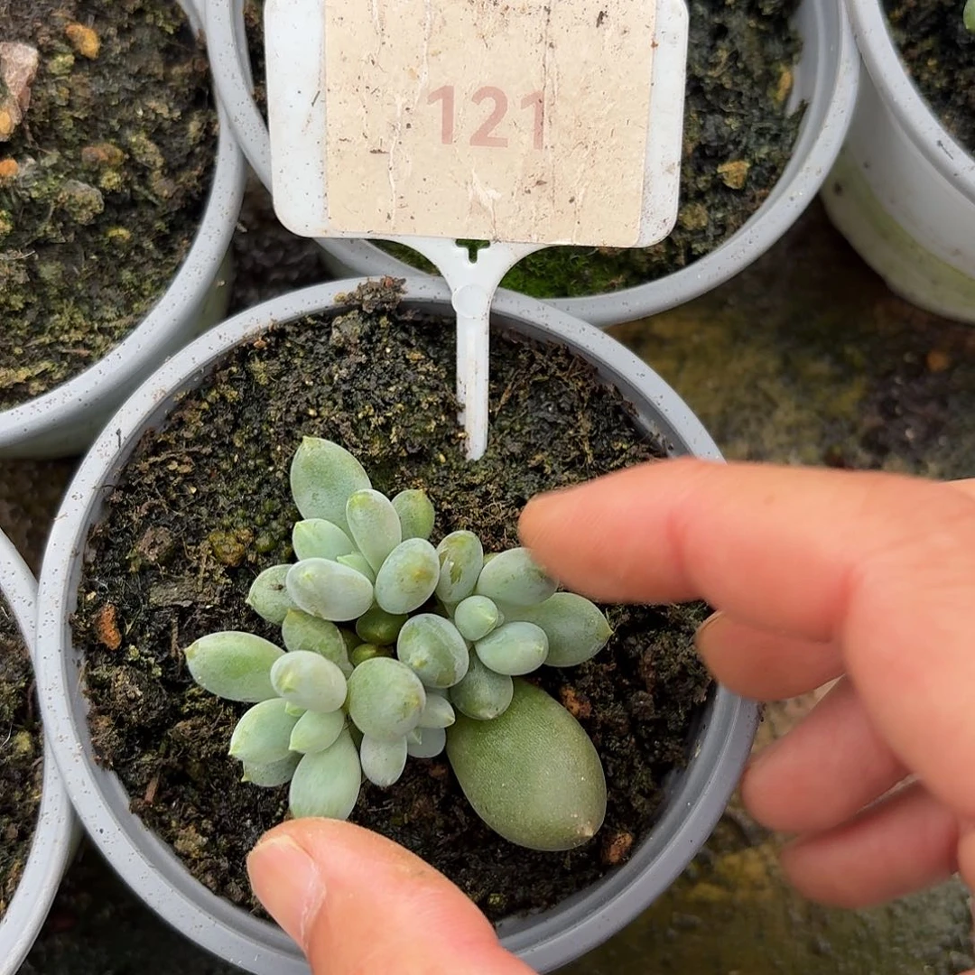 黄胖体哥特萝莉1234567891011