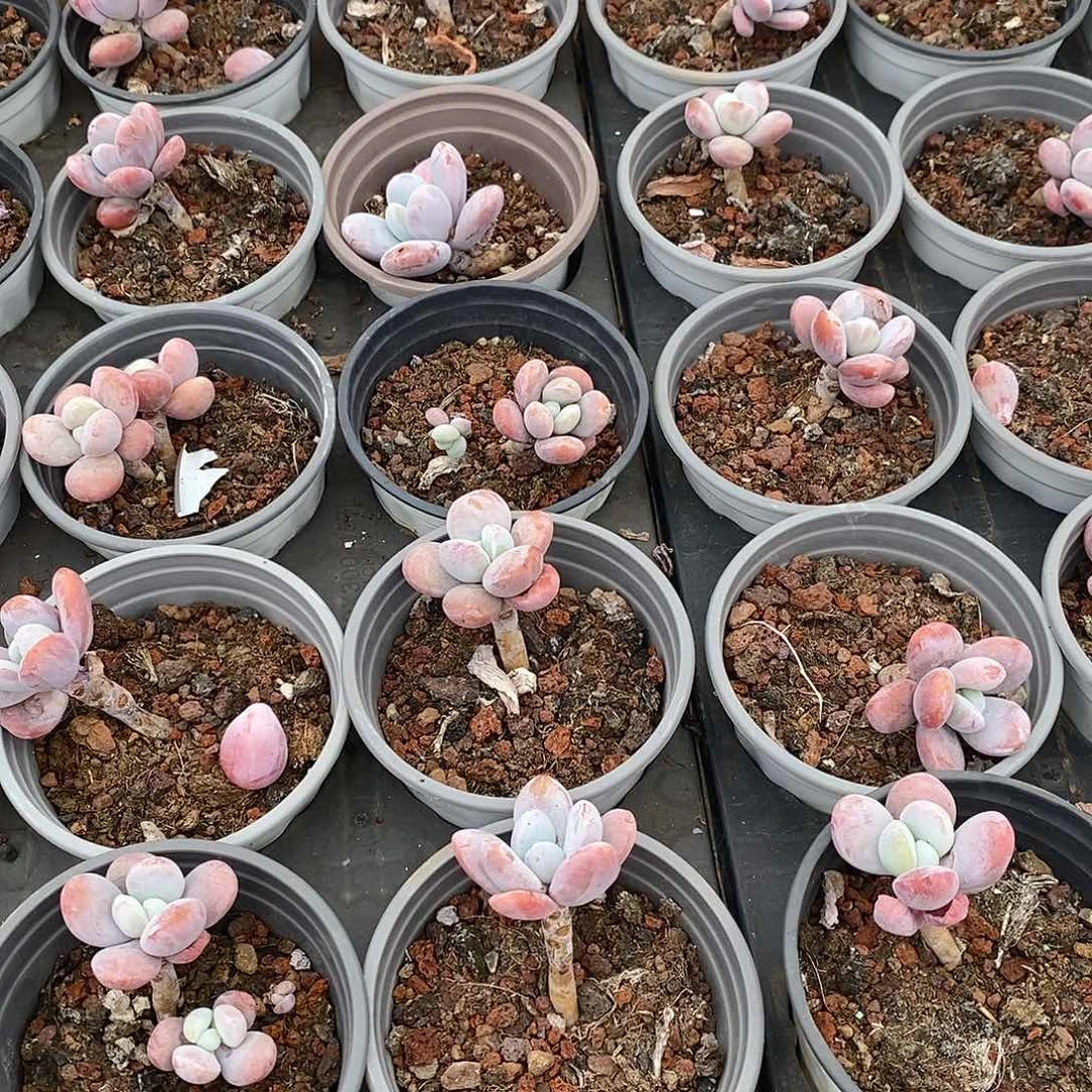 雪美人，福利多多