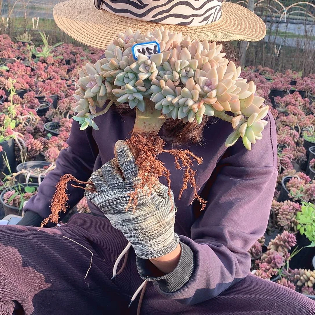 456 淡雪缀 一物一拍