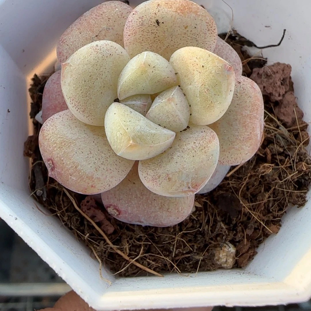 多肉小卡拉米糖心一物一拍